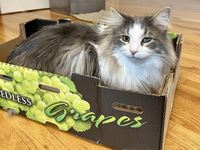Thor, a grey and white bicolor half-Ragdoll cat, sitting in a wide cardboard box with the words “Premium Seedless Grapes” written on the side. 