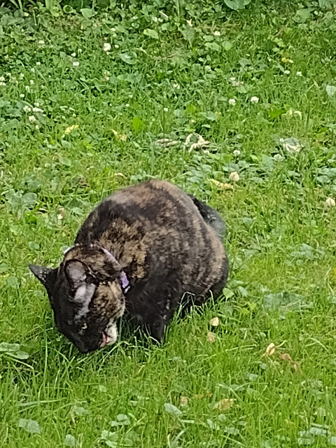 Dark coloured cat eating grass.