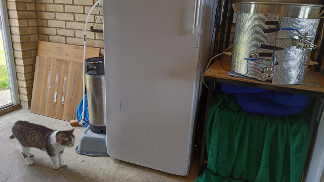 A tabby cat standing next to a large fridge and a silver boiler which I'm brewing up in.