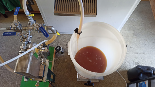 Top view of a plastic bucket with a pipe dispensing wort into it.