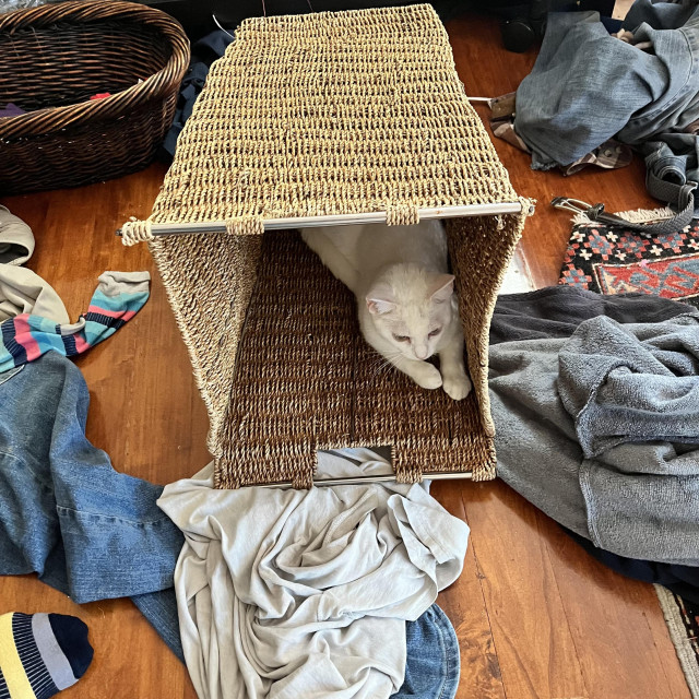 a white cat lounges inside an overturned tall laundry basket, with dirty laundry all over the floor