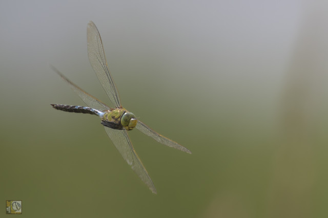 a green and blue dragonfly in flight