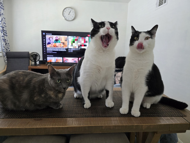 Three cars sitting on a wood bar. Elsa, a diluted tortie is on the left, a yawning Mr Minx is in the middle and Penguin is on the right licking her lips. Mr Minx and Penguin are both black and white tuxedo cats. You can also see my atomic clock and Sony TV in the background.