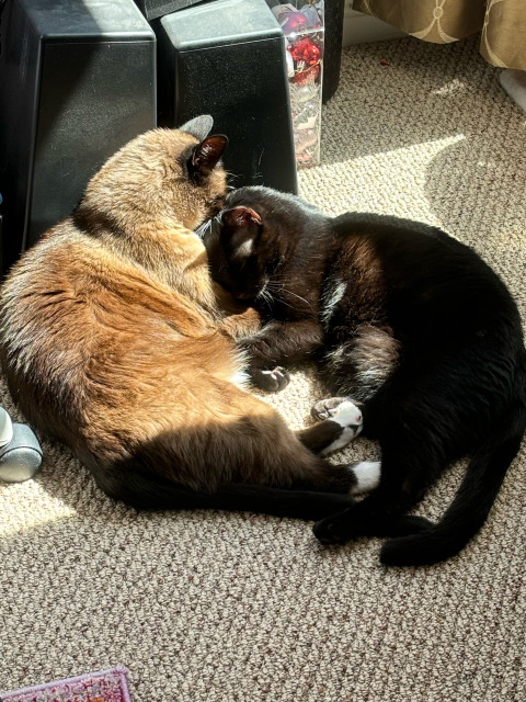 Two cats with heads together curled up in the sun 