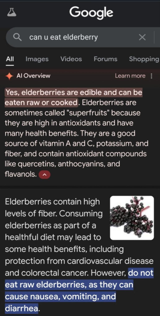 google AI search results for the question 'can u eat elderberries?'  The AI result says no problem, eat them raw and enjoy, the actual truth is they will make you sick.