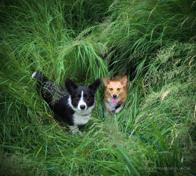 moxxi the sable and white Pembroke welsh corgi is in tall grass with her black and white cardigan welsh corgi. they're both looking at the camera and Moxxi has her mouth open and her tongue stuck out