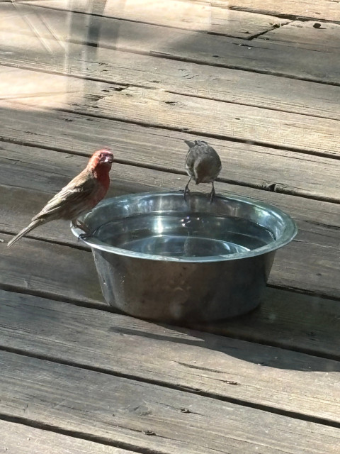 Two finches drinking from a stainless steel water bowl on a cedar deck. One male house finch and a female house finch this morning. 