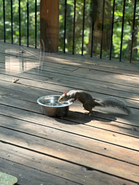 A gray squirrel drinking from the same water bowl this morning. 