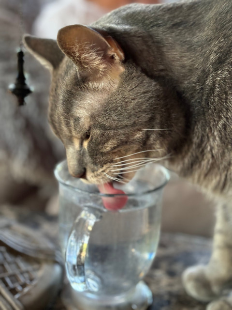 The Dude, a gray tabby cat drinking from his personal mug of water this morning. 