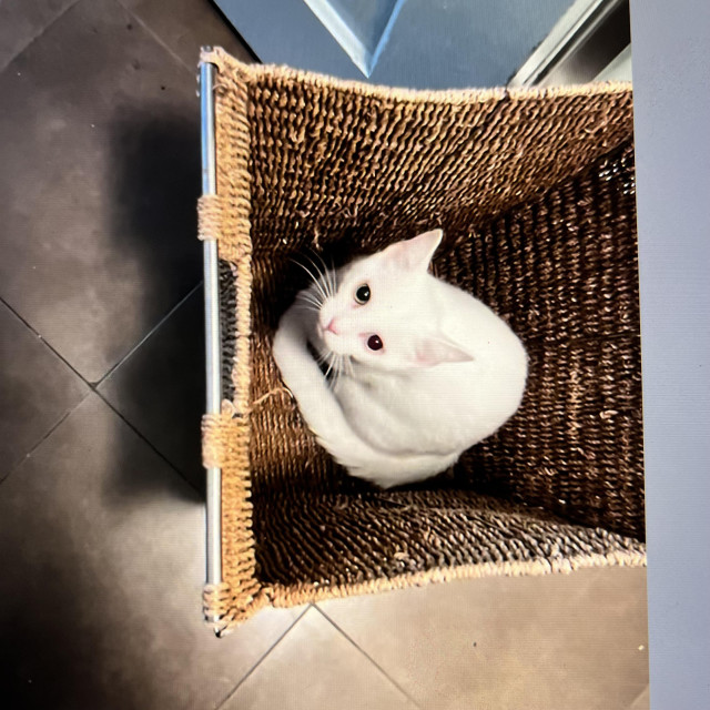 a white kitten sits on the bottom of a tall, empty laundry basket look up