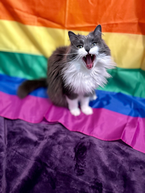A fluffy grey and white kitty with a giant ruff sitting upright in front of a rainbow pride flag. She is sitting on the blue and purple stripes, and the ground is an expanse of dark purple. Her mouth is wide open, mid yawn, with her tongue curving out and her front fangs pointy. She looks like she is smiling really widely.