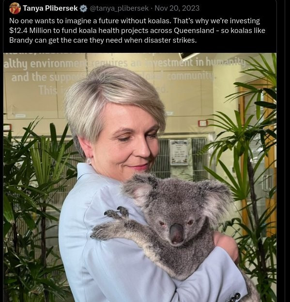 Tweet by Tanya Plibersek in November 2023 highlighting funding for Koala health. The Minister is shown cuddling a koala. The Koala is an endangered species in much of its range.