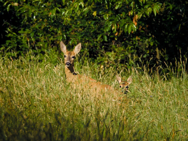 A mother deer and her child standing in a meadow. Both are looking in the direction of the camera.