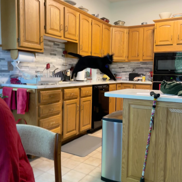 in a kitchen, a black cat is suspended mid-air, floating from one countertop to another