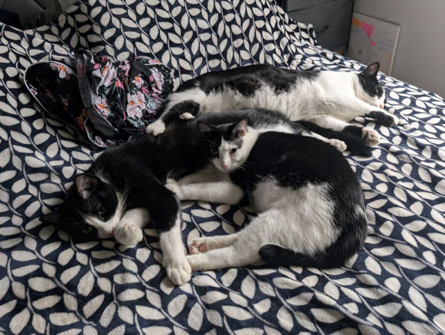 Three black and white tuxedo cats lounging on a blue and white blanket. Penguin is laying on Oreo and Mr Minx is behind them. There are some floral print pajamas visible too.