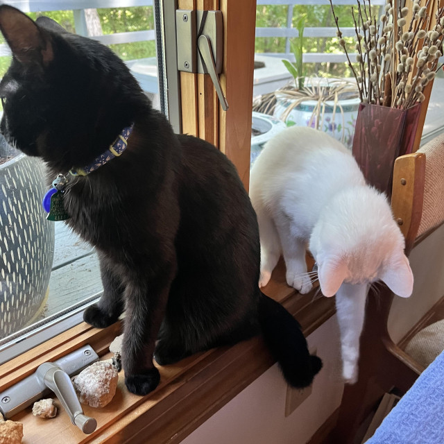 a white cat plays with the tail of a black cat who is distracted by a view out the window