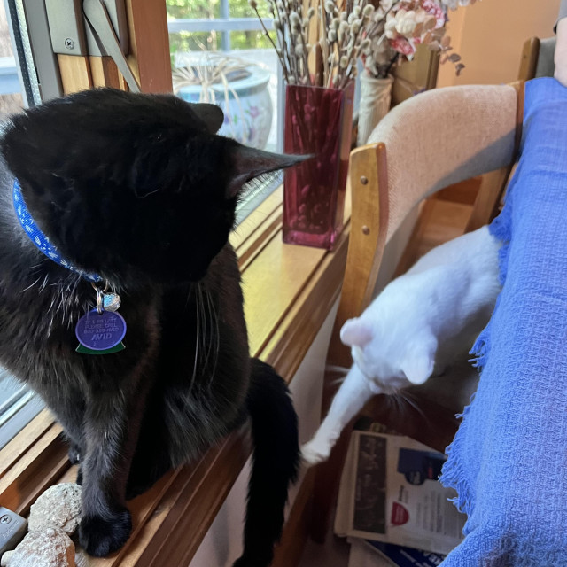 a black cat turns to see a white cat playing with his tail