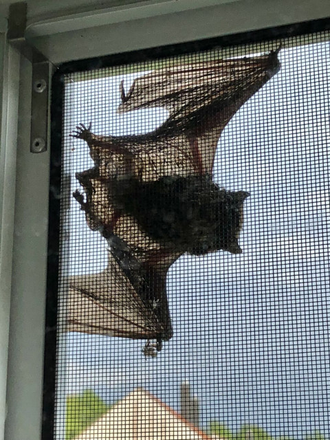 A bat hanging upside down on a window screen against a background of sky and rooftops.