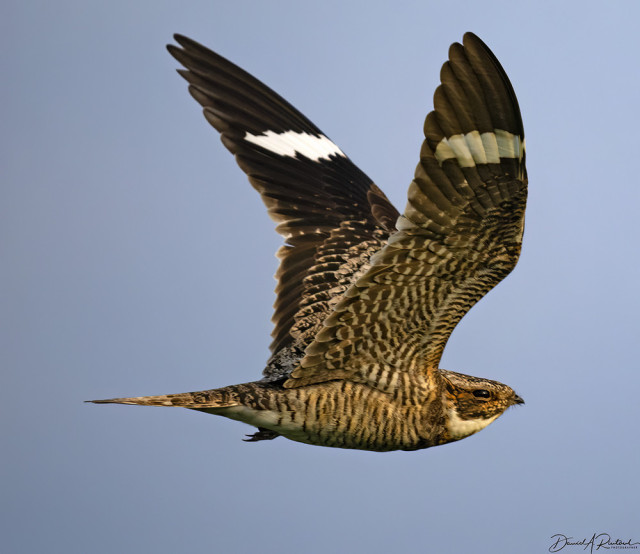 Bird with grey-brown body, wings marked with white patches near the tips, and white throat, in flight with wings upraised