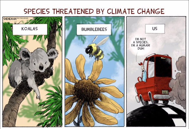 Editorial cartoon with this title: "Species threatened by climate change"

Three drawings are shown side-by-side, the first of a koala in a eucalyptus tree, the second of a bumblebee hovering around a flower, and the third of a man driving a car spewing black smoke out the tailpipe. The man says: "I'm not a species. I'm a human! Duh!"