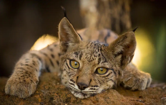 Close view of the face and front paws of an Iberian lynx cub lying on a rock. The ears are quite large and have distinctive black tufts at the tips.