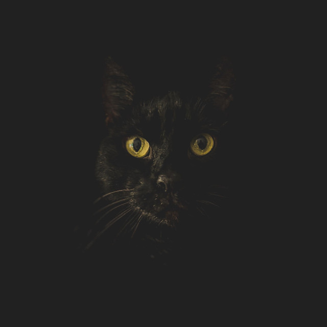Motiv:
Eine schwarze Katze, die aus der Dunkelheit auftaucht. Nur das Gesicht der Katze mit ihren leuchtend gelben Augen ist sichtbar.

Bildformat:
Porträtformat.

Genre:
Tierfotografie.

Hintergrund:
Komplett schwarz, sodass nur das Gesicht der Katze hervorsticht.

Farben:
Das Bild ist hauptsächlich schwarz, mit leuchtend gelben Augen der Katze und feinen Details ihres Gesichts.