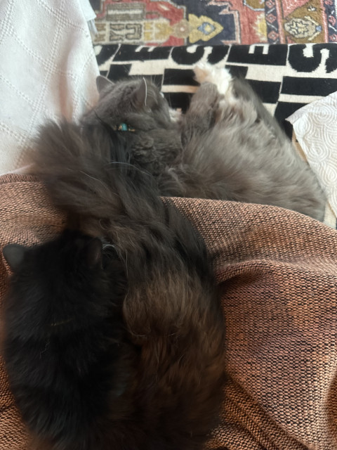Två katter sover tillsammans på en människa som befinner sig under filt