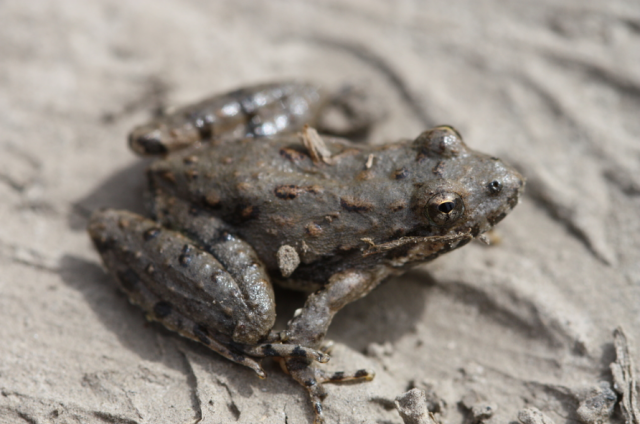 A warty, metal-colored frog sits on a sandy, muddy surface.