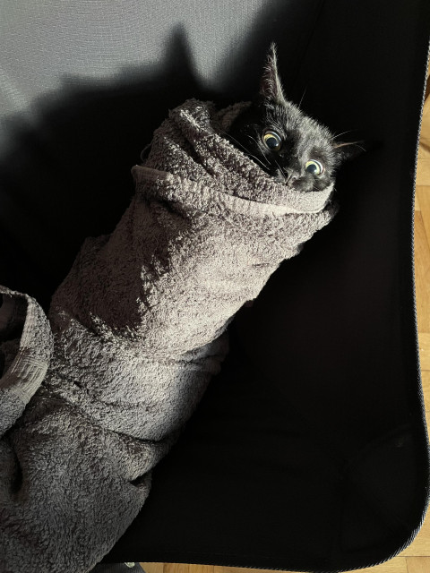 A black cat wrapped tightly in a grey towel. 