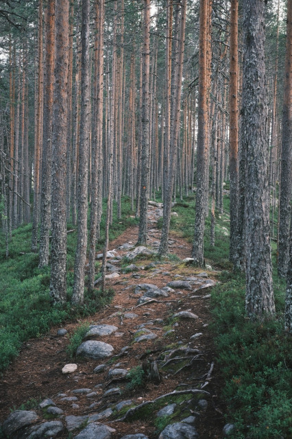 Kivikkoinen metsäpolku, joka kiemurtelee puiden välissä.
