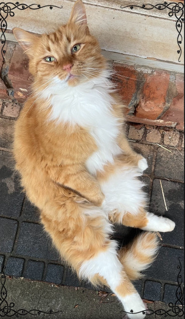 A fluffy orange and white cat lies on its back on a brick pavement, looking relaxed. Decorative flourishes frame the image.
