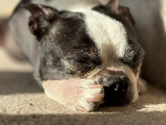 A Boston terrier is sleeping in a sunny patch of rug on a stair. She’s cradling her sweet little face between her paws.