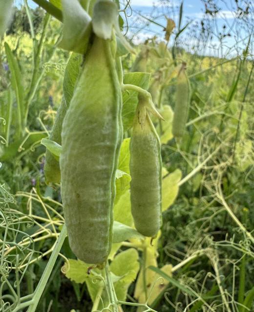 Close-up of green pea pods growing on a plant in a garden.