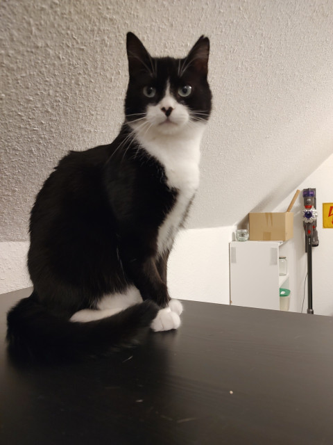 Der Kater Phips sitzt Vorwurfsvoll blickend auf dem Küchentisch