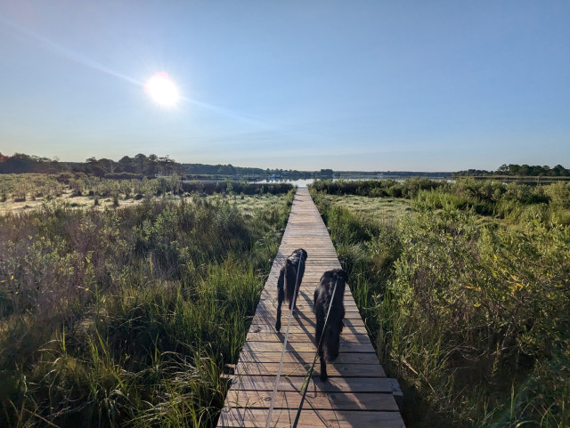 Photo of a clear morning sunrise over Harris Creek sun rising low to the left in a cloudless blue sky. Marsh is green and ready for the day. Creek water is calm and perfectly reflects the sun and sky.
In the foreground Miles and Jon two black Flat-Coated retrievers stroll down the wood walk in hopes of spotting interesting waterfowl.