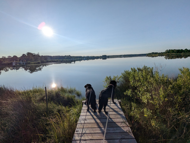 Photo of a clear morning sunrise over Harris Creek sun rising low to the left in a cloudless blue sky. Marsh is green and ready for the day. Creek water is calm and perfectly reflects the sun and sky.
In the foreground Miles and Jon two black Flat-Coated retrievers stand on the wood walk looking out for interesting waterfowl.