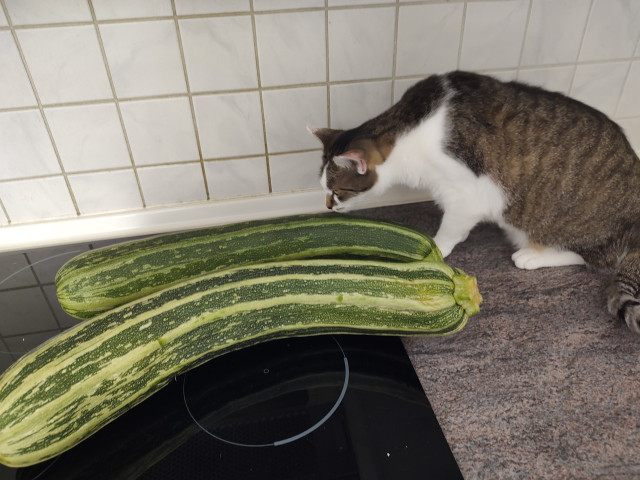 Der Kater Sammy schnuppert an zwei riesigen Zucchinis die auf der Küchenzeile liegen