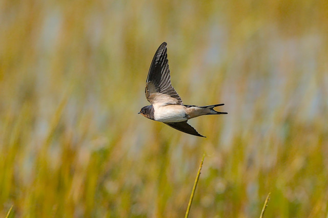 A juvenile Barn Swallow flies low over the saltmarsh, identified as a juvenile by the pale red throat and short tail streamers. The out of focus background is a diffuse mix of blue, green and brown, as the incoming tide floods the marsh.