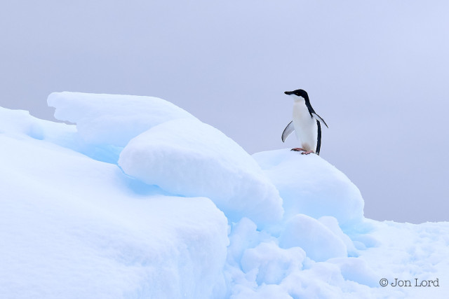 A Colour Wildlife Photo In Landscape Format. In The Right Upper Third Is A Lone Adélie Penguin Standing On A Snow Covered Lump. The Penguin In Nearly In Profile With Its White Underside Clearly Visible And Its Black Topside Just In View. The Penguins Wings Are Slightly Outstretched, With The Undersides White.The Snow Has A Blueish Tint And Behind The Sky - A Very Slightly Grey Shade Of White.
Location: The Fish Islands. 2024