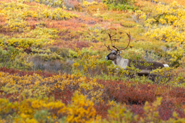 A caribou with large, branching antlers stands in the colorful autumn tundra near Stony Hill in Denali National Park. The tundra vegetation is vibrant with shades of yellow, red, and orange, highlighting the early September transition to fall. Low shrubs partially obscure the caribou, blending into the rich tones of the landscape, its dark brown and white fur standing out against the colorful background.