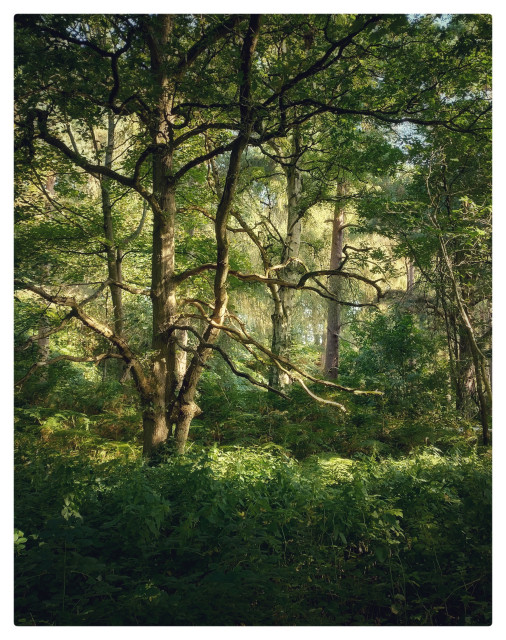 A characterful tree reaches out into the woods as sunlight illuminates the forest behind.