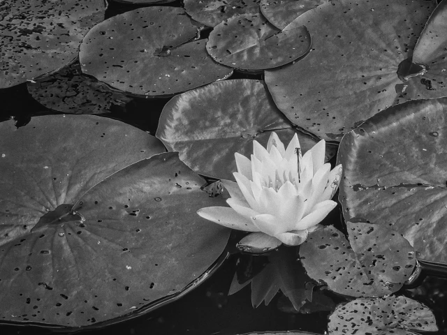 Das Schwarzweißfoto zeigt vielfach durchlöcherte Lotusblätter auf einem Gewässer. Eine hellweiße Seerose ragt im rechten unteren Bilddrittel zwischen den dunklen Blättern hervor. Auf der weißen Seerose verweilt eine kleine Libelle.