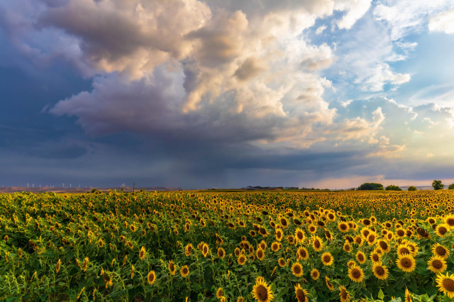 Fotografía donde se puede ver en la mitad inferior un poblado campo de girasoles y en la superior un cielo de nubes que marcan tormenta en la parte izquierda.