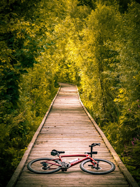 Photo of a red BMC roadmachine road bike lying on a wooden boardwalk that is running through a forest. The boardwalk continues on toward the horizon, and then Ben’s slightly to the left and disappears into the woods. The forest surrounding the boardwalk is full of lush, green and yellow leaves. 