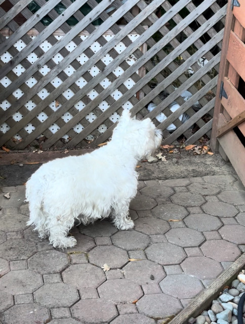 a white westie standing at a gate next to a fence