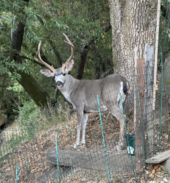 a young stag, standing on a small platform next to a tree behind a low wire fence.