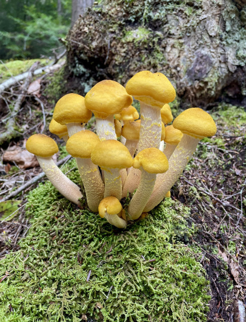 Approximately 16 mushrooms growing up from a central spot in the moss. All the mushrooms are fresh and have bright yellow stubby caps with whitish thick stems. The stems also have jagged flaky pieces covering them. There is a tree stump behind them covered with moss and lichen.