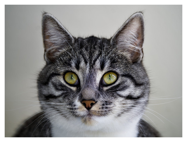 Ett porträtt av katten Sonja. Hon är tigréfärgad, grå och svart, med vitt bröst och haka. Hakan har dessutom ljusbruna fläckar. Ögonen gula och nosen terrakottafärgad. Hon över min vänstra axel.