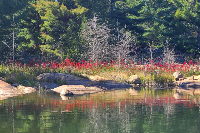 Dozens of bright red flower stalks bloom under dead tree skeletons on a rock shoreline in front of a wall of pines.  They are reflected in still water.