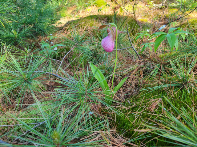 A pink flower with a veined pink sack on a stalk with two green basal leaves grow out of moss and fallen pine needles, surrounded by pine branches in shade.